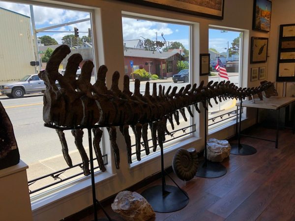 Dinosaur Tail, 15 feet long complete, Camarasaurus Grandis, Wyoming, RARE